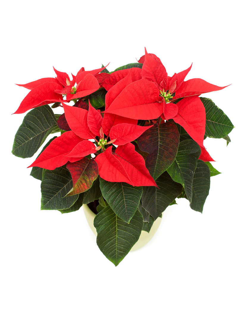 Hrnková květina Standard