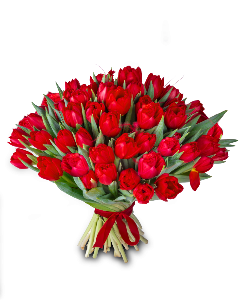 Červené tulipány 50 Ks