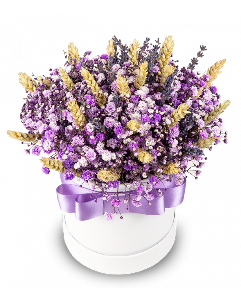 Fialový box s gypsou Standard