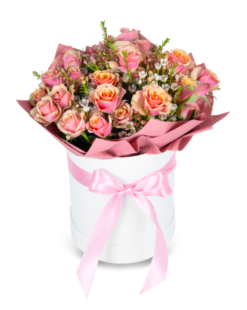 Růžové trsové růže box Standard