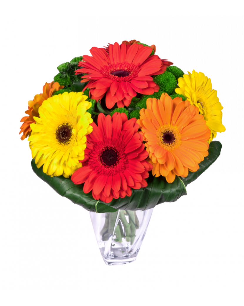 Barevné gerbery Standard
