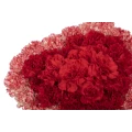 Weiße Herzformige Schachtel mit weiß-rot-gestreiften Nelken 2