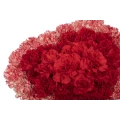 Red and Multi color Carnations White Heart Box 2