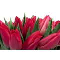 Белая коробка красных тюльпанов 2