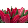 White Box of Red Tulips 2