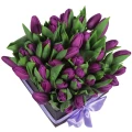 Schwarze Schachtel lila Tulpen 3