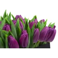 Black Box of Purple Tulips 4