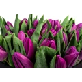 чёрнaя кoробка фиолетовых тюльпанов 5