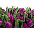 Black Box of Purple Tulips 5