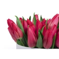 Kulatá krabice s červenými tulipány 4