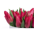 White Oval Box of Red Tulips 4