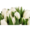 Black Box Oval of White Tulips 3