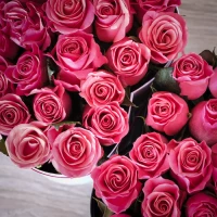 Růžové růže