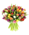 Bunte Tulpen