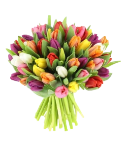 Bunte Tulpen