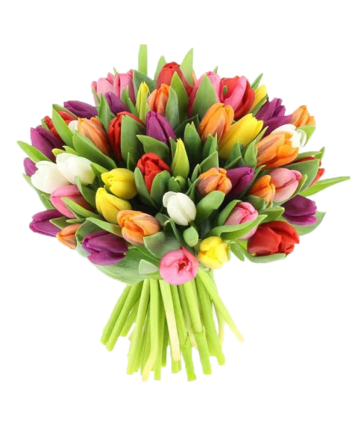 Colorful Tulips