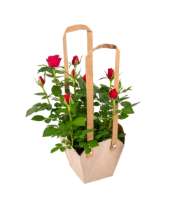 Potted Roses