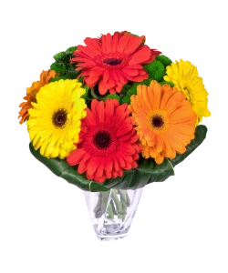 Colorful gerberas