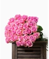 Pink Roses