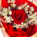 One red rose 2