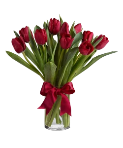 Red Tulips