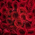 100 Красных роз 3