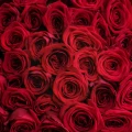 100 Red Roses 3