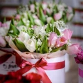 Yellow-Pink Tulips 2