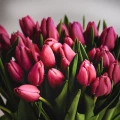 Červené tulipány 5
