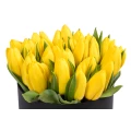 Black Box Oval of Yellow Tulips 3